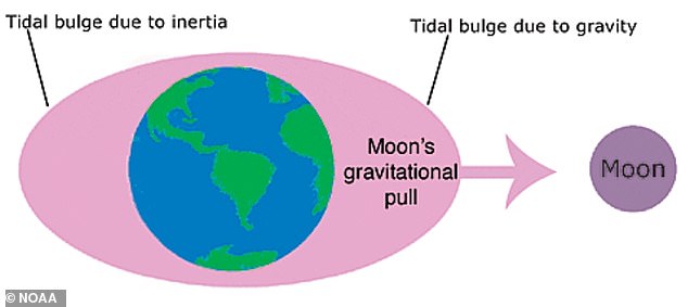 As the Moon orbits the Earth, its gravity pulls on the ocean, causing bulges to form around the Earth's core. This is partly what is causing the Earth's rotation to slow down.