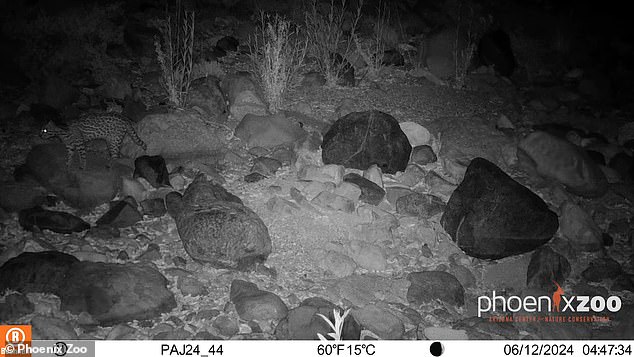 The elusive ocelot was caught on camera in southern Arizona, marking the first confirmed sighting of the species in the region in 50 years.