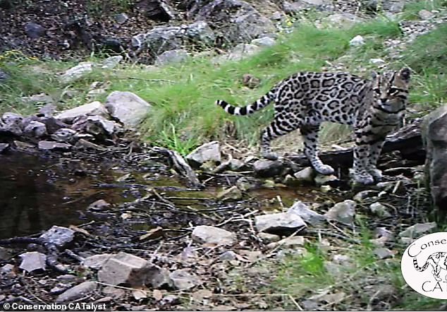 In 2019, conservationists captured a rare glimpse of the elusive ocelot in the wild in Arizona.