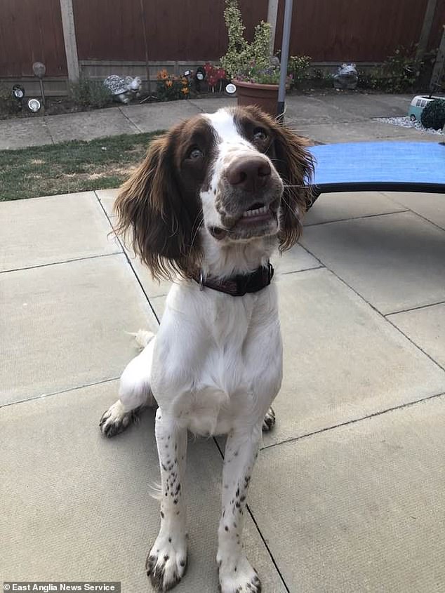 Anita had left her house at dawn, at 5 am, to take her springer spaniel, Bruce, for his morning walk.