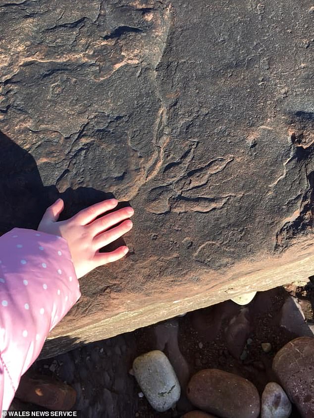 The footprints are so large that they would have to have come from a type of dinosaur called a sauropodomorph, experts say.