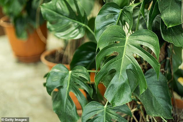 Swiss cheese plants (Monstera Deliciosa) can cause inflammation of a cat's airways (File image)