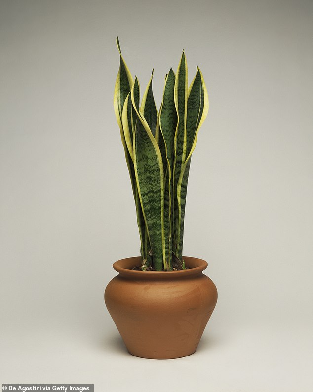 Snake plant (Sansevieria) contains toxic substances known as saponins, which can cause inflammation, irritation, nausea and vomiting in cats (Stock image)