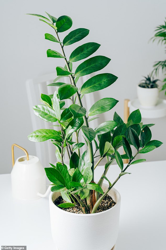 Despite being among the easiest plants to maintain, ZZ plants (Zamioculcas zamiifloia) must be handled with care because they are toxic to both humans and their pets (Archive image)