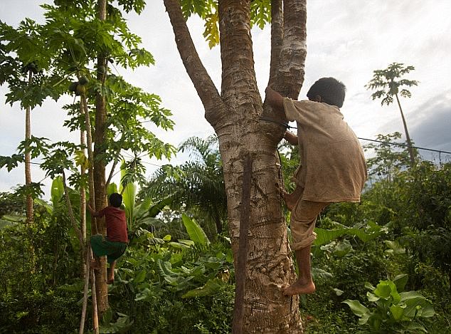 This tribe of more than 16,000 members is extremely active in its daily life: hunting and fishing, and eating a diet low in fat and sugar. In the picture: a Tsimane child climbs a tree in search of a coconut.