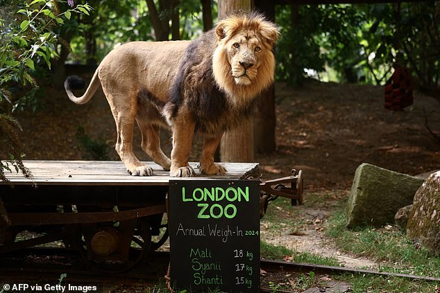 Bhanu, an Asiatic lion, reacts in his enclosure during the annual weigh-in at London Zoo