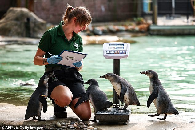 Penguin keeper Jess Ray weighs Humboldt penguins, but one cheekily climbs onto her leg