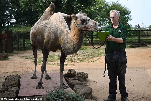 A Bactrian camel also takes part in the weighing, looking at its keeper's clipboard.