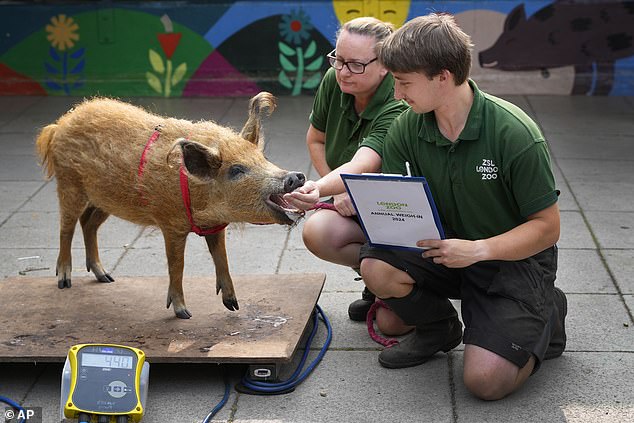 A hairy Mangalitsa pig demands snacks before letting herself be weighed by staff