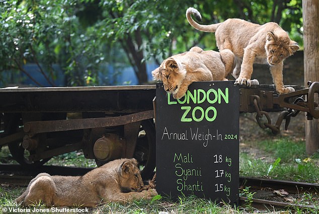 The zoo's lion cubs frolic around the unfamiliar board that shows visitors their weights.