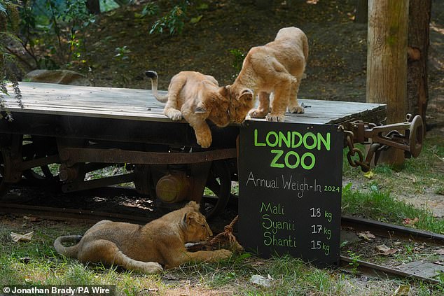 The puppies almost seem to be studying the weigh-in results themselves.