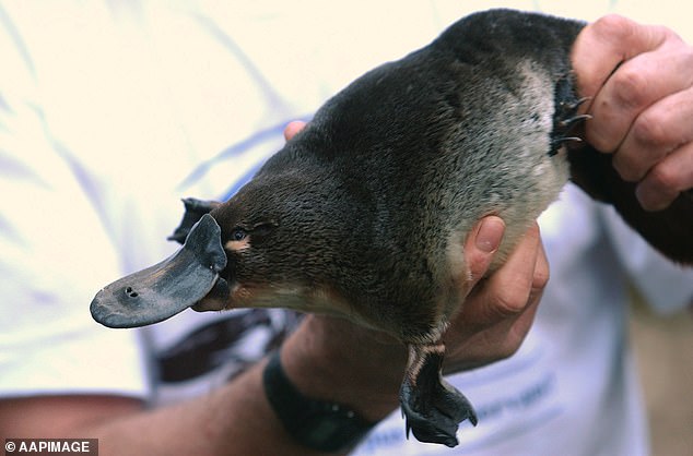 High levels of PFAS have been detected in the livers of platypuses off the coast of New South Wales, suggesting the chemicals may accumulate and spread (stock)