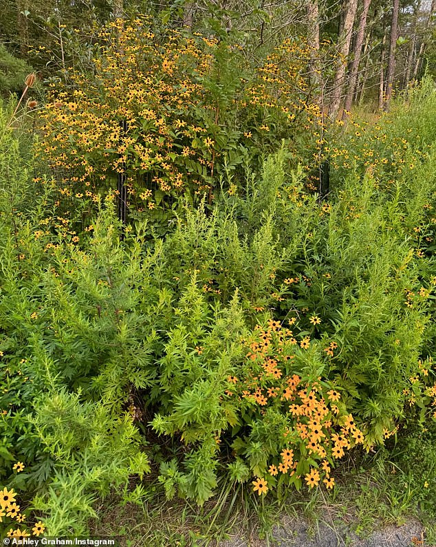 To round out her cute collection of photos, she also shared a snap of wildflowers she found while walking outdoors.