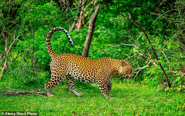 Fiona sees a native leopard 