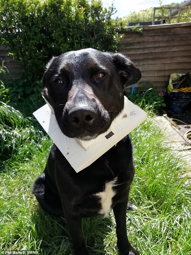 A panicked dog owner sought help from firefighters when his pet Labrador got a cat flap stuck around its neck after hitting its head against it.