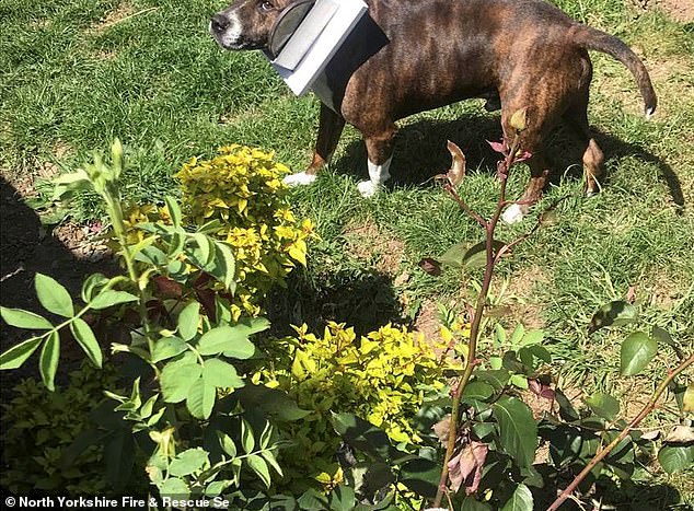 Jock the Staffordshire Bull Terrier got a cat flap stuck around his neck when he tried to use it to leave the house into the garden in Northallerton.