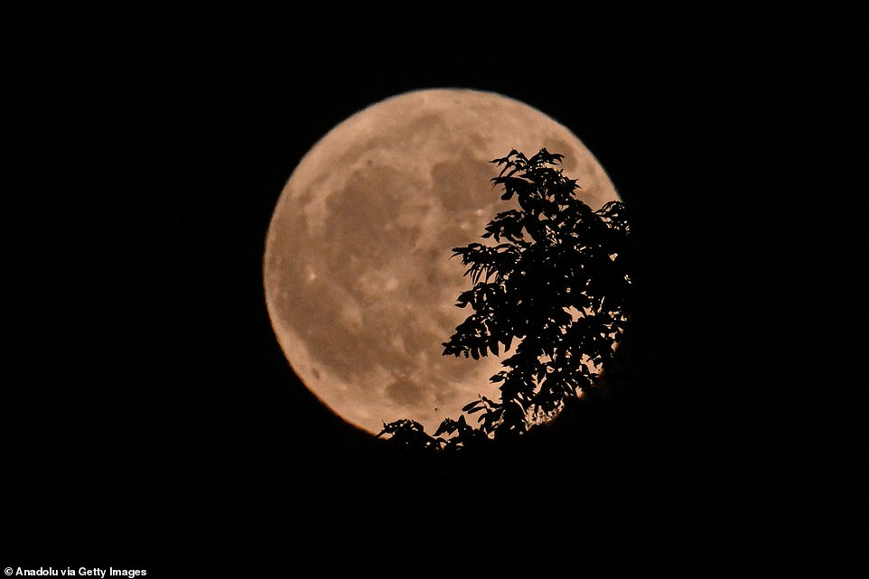 TURKEY: The supermoon rises behind the leaves of the trees in Gaziantep, Turkey. The best time to catch a glimpse of it is when conditions are most conducive to a clear sky.