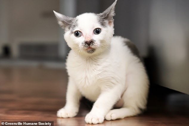 The kitten was the smallest of her litter and vets determined that she was completely blind.