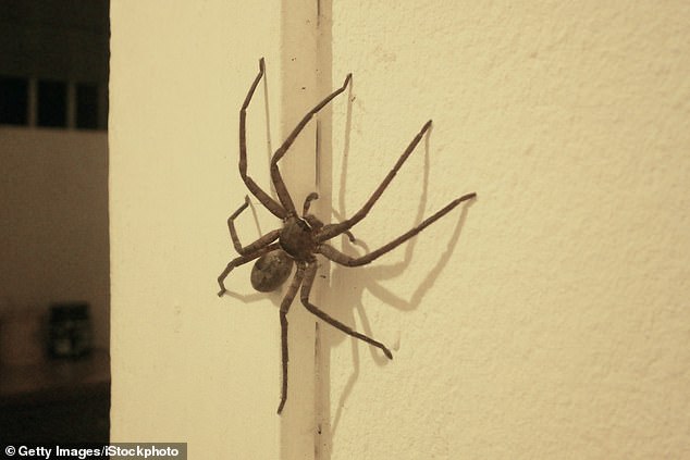 As summer draws to a close and the cooler temperatures of autumn slowly set in, homes across the UK are set to become prime targets for spiders seeking warmth and shelter.