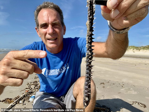 Jace Tunnell (pictured) found the fireworms on two Texas beaches and is warning beachgoers not to touch the creatures.