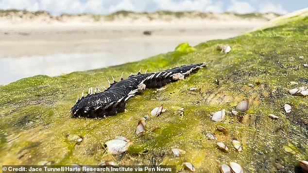 Fireworms have bristles containing neurotoxins that can cause an intense burning sensation for three hours.