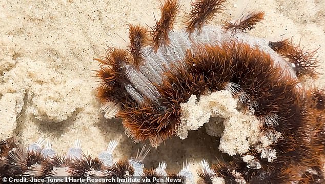 Fireworms are not considered aggressive creatures, but they do use their bristles as a defense mechanism if they feel threatened.