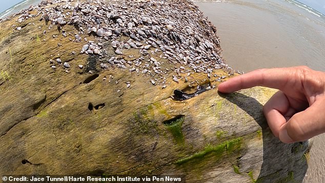 Jace Tunnell found the fireworms on barnacle-covered logs that washed ashore.