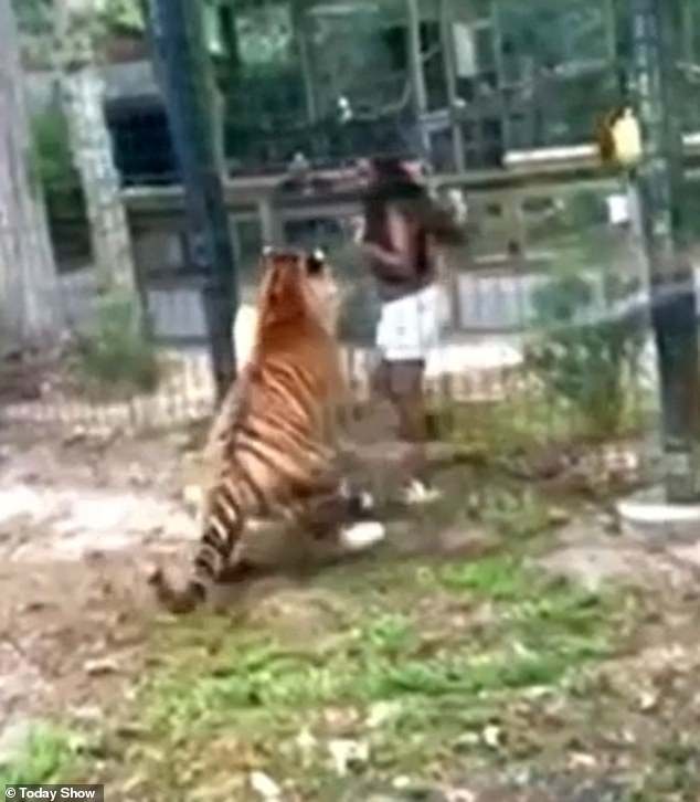 After pulling her hand back, the woman is able to walk away calmly and jump back over the fence to safety.