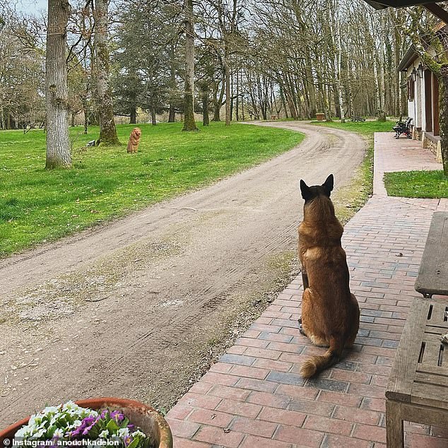 Loubo is a Belgian Shepherd, also known as Malinois.