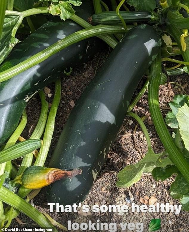 Sharing a snap of some huge courgettes, she wrote: 