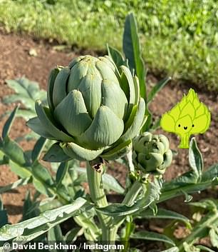 David also shared snaps of a sprouting artichoke.