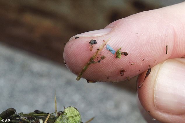 Microplastics are practically everywhere, including in the air, food and water.