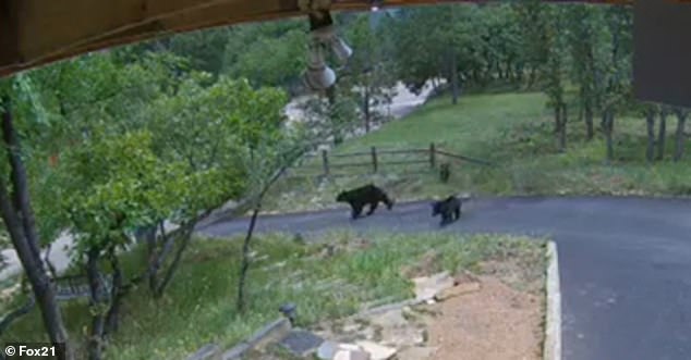 Before heading to the playground, the trio crossed the street together and emerged from a wooded area (pictured).