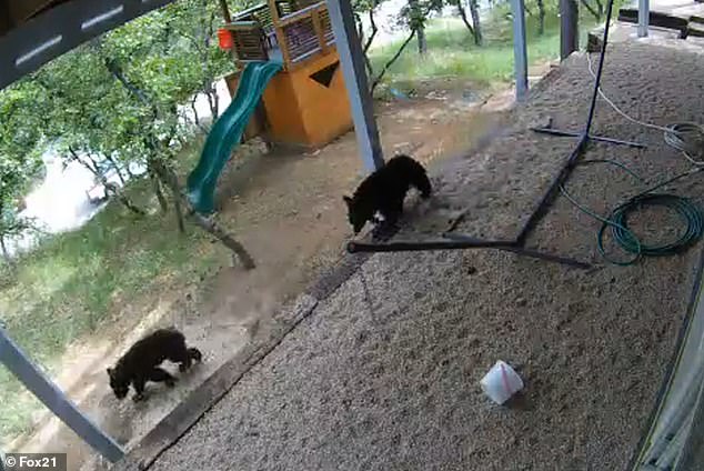 After a couple of minutes of play, the mother bear and her cubs left the backyard.