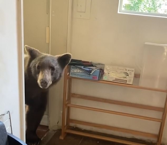 In June, a California man was left stunned after a bear entered his kitchen while he was washing dishes (pictured)