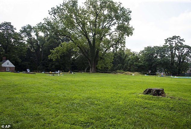 Crews unearthed posts about a metre thick carved from red cedar.