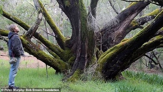 Politician Bob Brown believes it should be a crime to cut down such a historic and significant tree