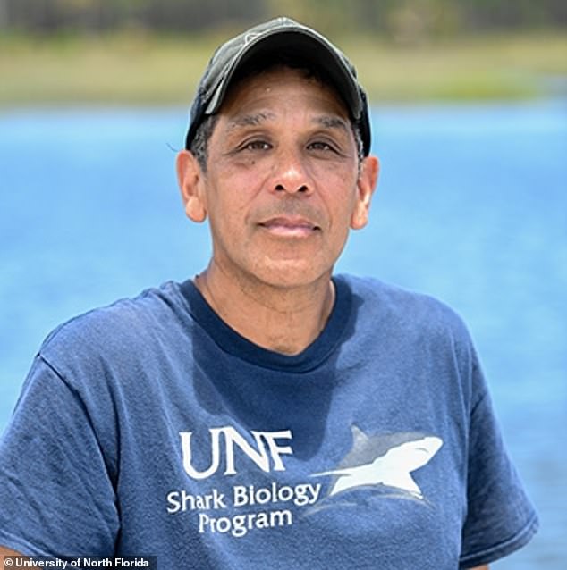 Jim Gelsleichter, director of UNF's Shark Biology Program, jumped into the water to grab the line they used to catch large species and save the sawfish.