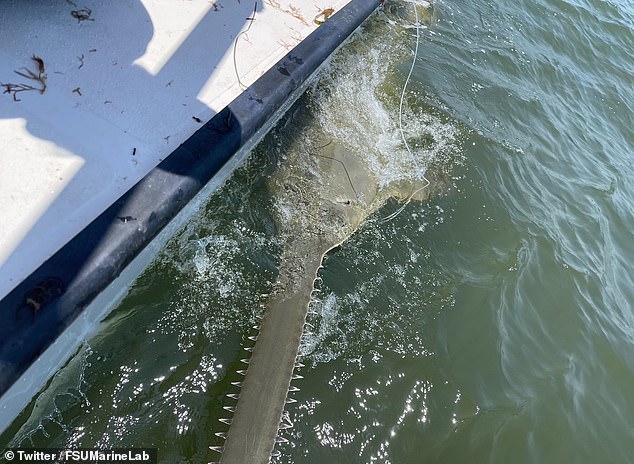 The discovery of the sawfish came less than six months after more than 50 of them died in Florida due to a disease that causes turbulence and whirlpools.