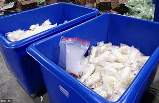 The celery contained nearly 629 pounds of methamphetamine, which was allegedly being transported by a 34-year-old driver who had a legitimate border crossing card.