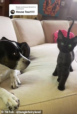 Zoe's dog and cat in her living room.