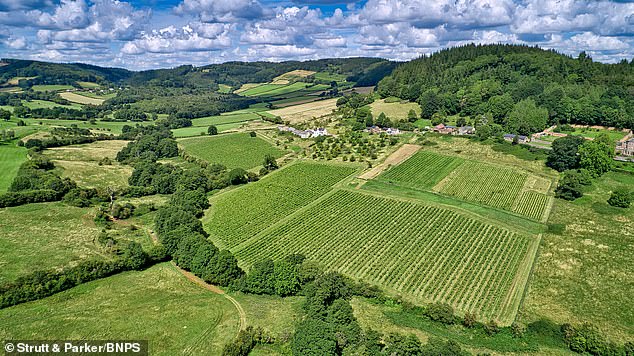 Richard and Joy Morris purchased Ancre Hill in the Wye Valley, Wales, in 1999 and have grown the business, which produces 30,000 bottles of award-winning wine a year, ever since.