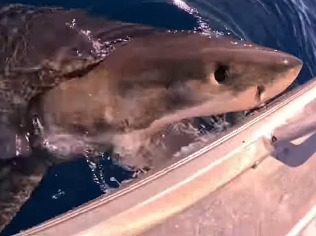 The shark circled the fisherman before surfacing to bite his boat.