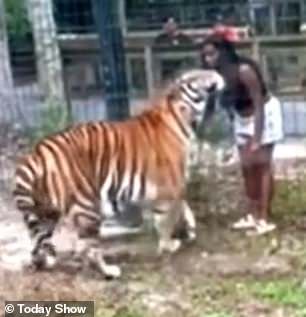 The video shows the cat coming closer for a closer look before pouncing and swatting at the woman with its paw.