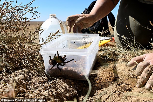 Above, Colorado State University PhD candidate Jackie Billotte releases a female tarantula near its former den after making a plaster cast of the tarantula's den at the Southern Plains Land Trust's Heartland Ranch Nature Preserve on September 24, 2022 near Lamar, Colorado.