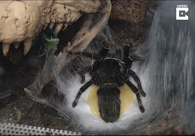 Above, a female tarantula releases a festering egg sac containing more than 1,700 babies.