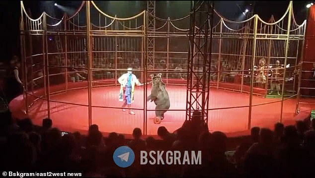 Terrifying moment bear attacks trainer in Russian circus show