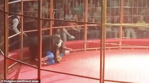 Reports said the trainer had been rushed to hospital, but the circus denied this.