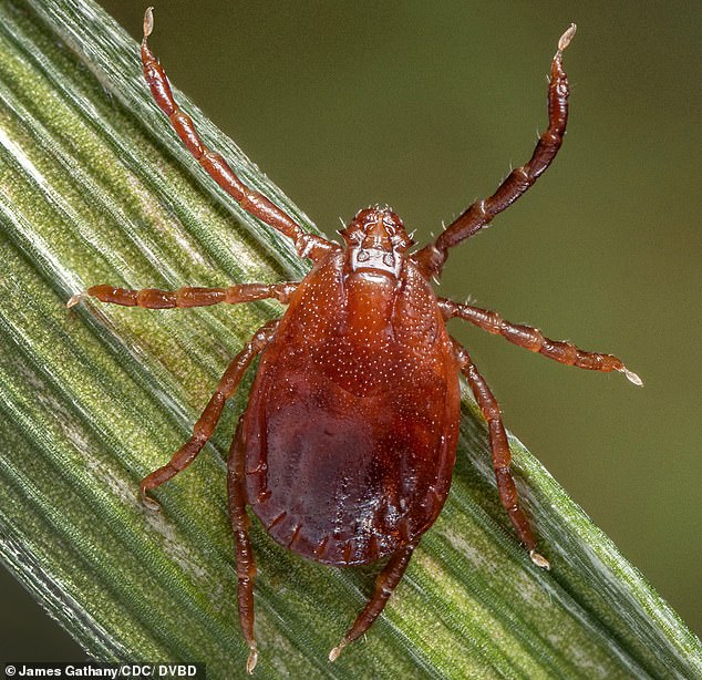 Health officials said the risk to public health was low as the disease is usually spread through tick bites which are not present in the UK and is not easily transmitted between people. Pictured: A stock image of a tick