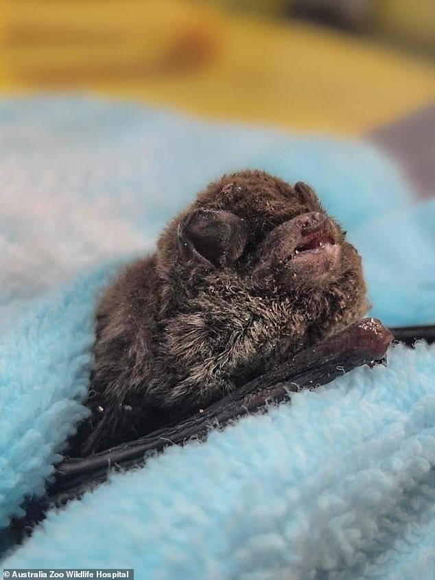 A wildlife group rescued the surviving animals from the Dularcha Rail Tunnel in Queensland's Mooloolah Valley before they were taken to the Irwin Family's Australia Zoo Wildlife Hospital in Beerwah.